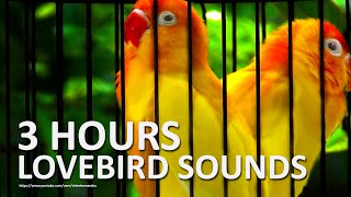 Lovebird Chirping Sounds 3 Hours  A Pair of Lutino [upl. by An]