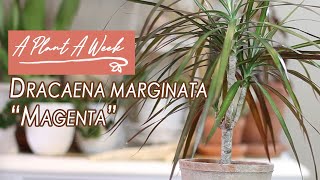 Dracaena marginata quotMagentaquot Care  A Plant A Week [upl. by Hara]