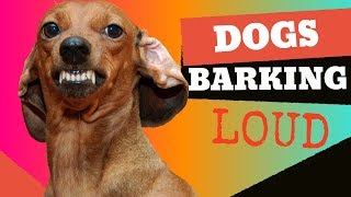 Dogs Barking  Sounds to make your dog bark [upl. by Soalokin]