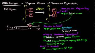 DNA Damage  Thymine Dimers and Xeroderma Pigmentosum [upl. by Notsirt]