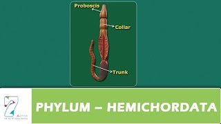 PHYLUM – HEMICHORDATA [upl. by Tnomyar]