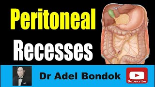 Peritoneal Recesses Dr Adel Bondok Making Anatomy Easy [upl. by Aikemahs]