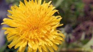 Dandelion by Tevin Campbell [upl. by Ettezzil557]