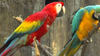 Zoo View Macaws  Cincinnati Zoo [upl. by Ynnelg]