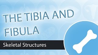 Skeletal Structures Tibia and Fibula [upl. by Alaj]