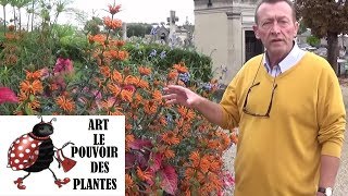 chaine tv de Jardinage Leonotis leonorus Comment faire une Bouture Queue de lion annuelle [upl. by Airotcivairam]