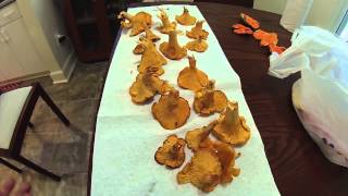 Chanterelle Mushroom Identification Tips [upl. by Harding]