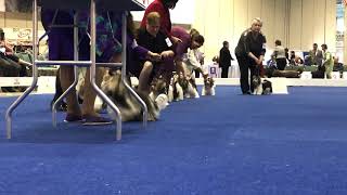 Biewer Terrier BOB Best of Breed 2017 AKC National Championchip Orlando [upl. by Aiynot113]