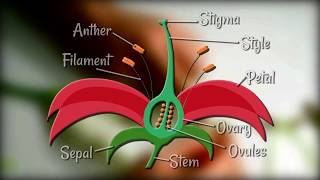 Flower Dissection  Reproduction in flowering plants [upl. by Cottrell]