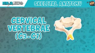 Cervical Vertebrae C3C7 Anatomy [upl. by Sanferd]