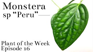 How To Care For Monstera sp “Peru”  Plant Of The Week Ep 16 [upl. by Orman]