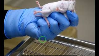 Rodent Handling and Restraining Techniques Experiment  2 PHARM413 I PART 2 of 2 [upl. by Ettevey]