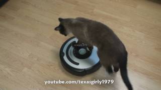 Cat shows HOW TO use iRobot Roomba Vacuum [upl. by Bonnie]