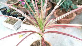 Dracaena Marginata Care and repotting [upl. by Retrak]