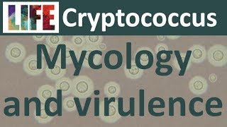 Cryptococcus mycology and virulence [upl. by Nalyt]