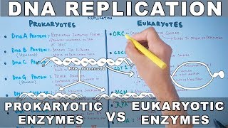 DNA Replication  Prokaryotic vs Eukaryotic Enzymes [upl. by Gloriane651]