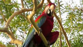 Macaws in Brazil in the wild [upl. by Teodoro]