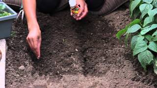 How to Start Marigolds From Seeds  The Chefs Garden [upl. by Hallsy765]