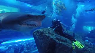 Shark Dive Dubai Aquarium  Close Encounter [upl. by Nibas]