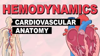 Cardiovascular System Anatomy  Hemodynamics Part 1 [upl. by Hanikahs]