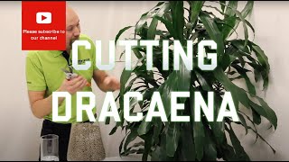 Cutting from a Dracaena [upl. by Accber]