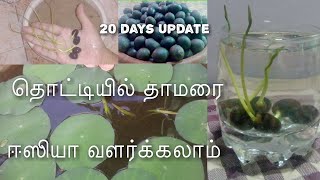 How to grow lotus plant at home in tamil  தாெட்டியில் தாமரை ஈஸியா வளர்க்கலாம்  Full information [upl. by Ahtenek]