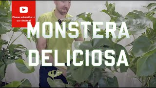 All you need to know about Monstera Deliciosa [upl. by Haimehen963]