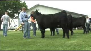 Fitting and Showing Angus Cattle Part 2 [upl. by Mossman]