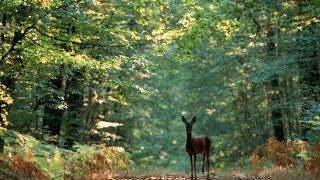 A la découverte de la Forêt  Documentaire francais sur la Nature [upl. by Rednirah274]