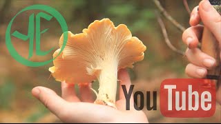 Chanterelle Chanterelle Chanterelle and Other Mushrooms [upl. by Niattirb]