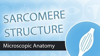 The Sarcomere Structure and Components [upl. by Taro218]