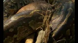 Les Serpents DAfrique  Documentaire [upl. by Hgielyk]