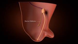 Development of inguinal Canal [upl. by Nyladnewg]