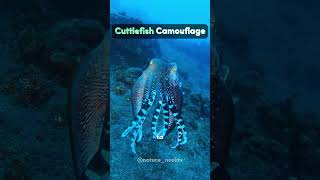 Cuttlefish Camouflage [upl. by Patrich]