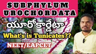 Subphylum urochordata class11subphylum urochordata class11 biology by Sagar [upl. by Kathlene]