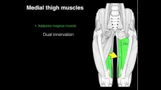 Medial compartment thigh muscles [upl. by Barthelemy768]