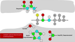 Serine Protease Mechanism [upl. by Nylannej612]