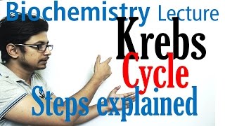 Krebs cycle [upl. by Irap758]