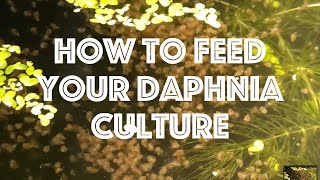 How To Feed Your Daphnia Culture [upl. by Oibirot]