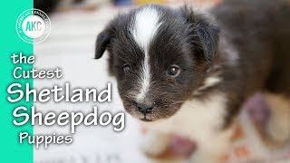 The Cutest Shetland Sheepdog Puppies [upl. by Darrelle]