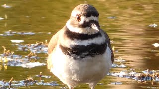 Killdeer bird call  sounds and running [upl. by Waddington276]