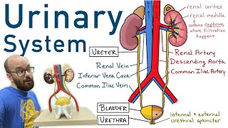 Urinary System  Structure Function Plastinated Kidney and Bladder 3D Model [upl. by Divadnoj821]