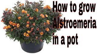 how to grow alstroemeria in pots [upl. by Oleg301]