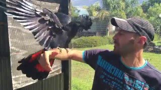 Super Friendly Redtailed Black Cockatoo Meets New Friends Kakadu Havrani [upl. by Yrailih]