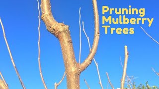 Pruning Mulberry Trees for Height Control and Max Fruit Production [upl. by Nord]