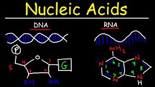 Nucleic Acids  RNA and DNA Structure  Biochemistry [upl. by Server108]