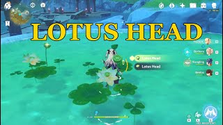 Lotus Head Locations  Genshin Impact [upl. by Huan]