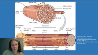 How do muscles contract [upl. by Ariet424]