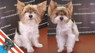 Biewer terrier  Grooming tutorial [upl. by Docilu]