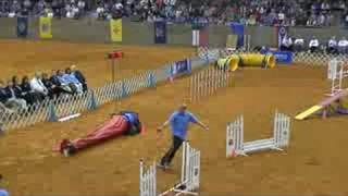 AKC National Agility Championship Finals Shetland Sheep Dog [upl. by Ecneitap]